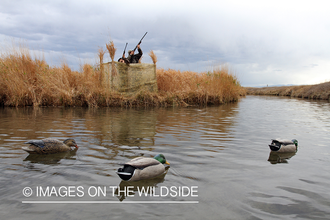 Father and son waterfowl hunters shooting at waterfowl.