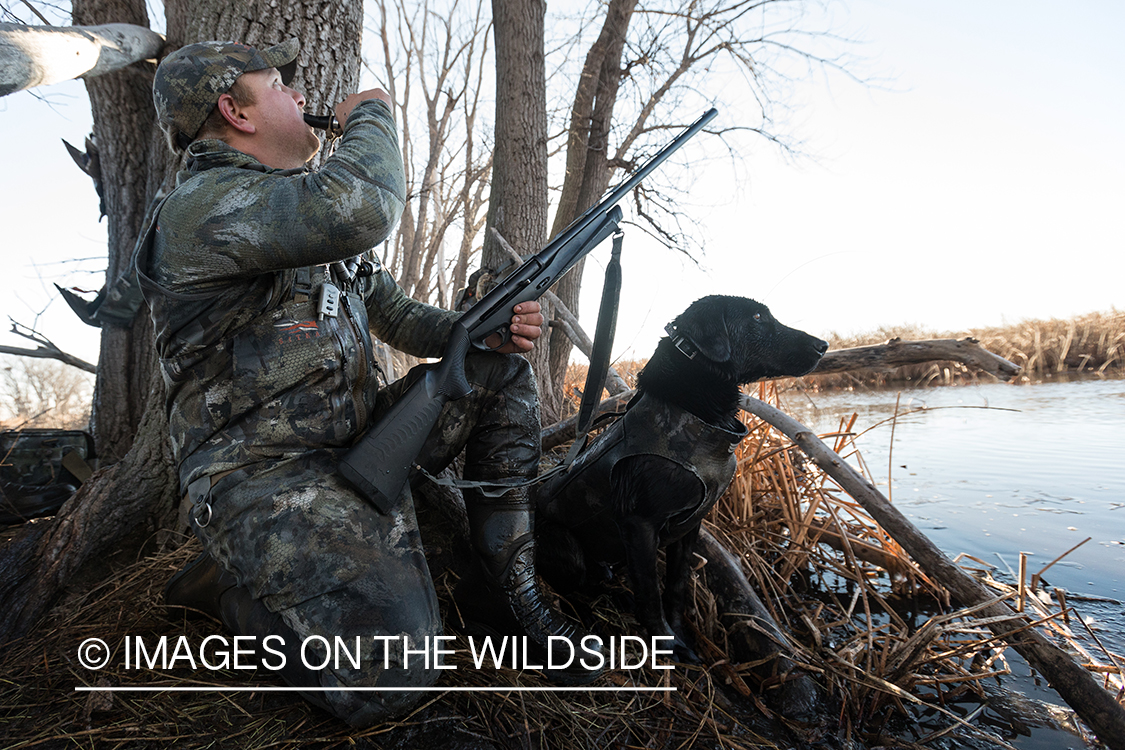 Black Labrador Retriever sitting next to hunter.