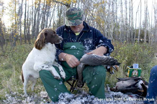 Goose hunter cleaning goose with springer spaniel on his knee.