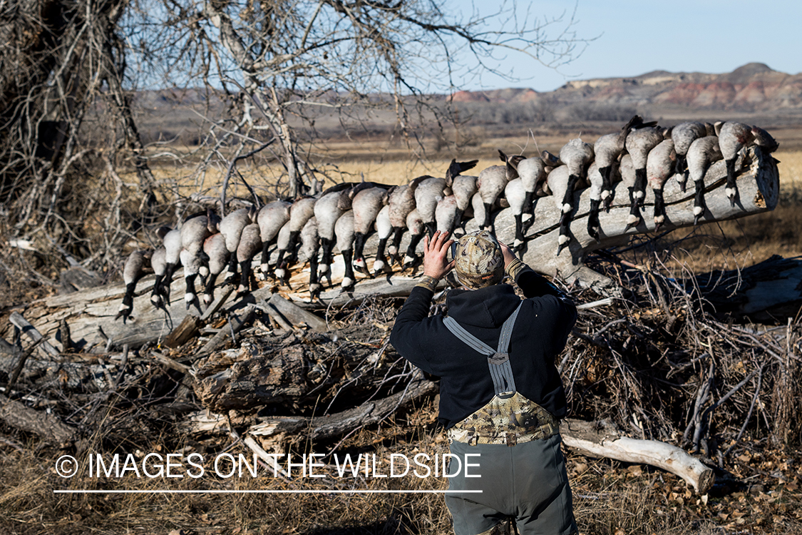 Hunter with bagged geese.