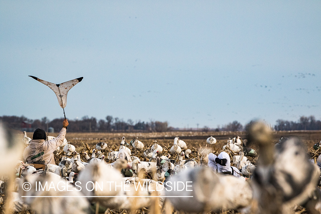 Hunter decoying geese.
