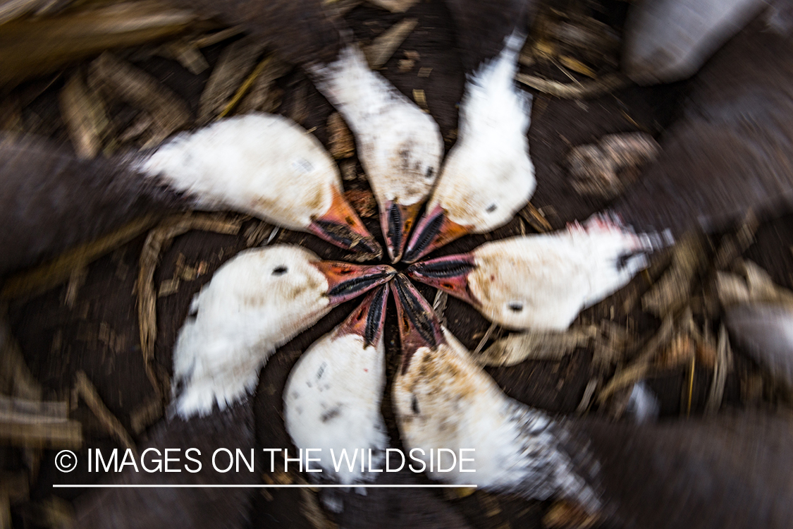 Bagged snow geese.