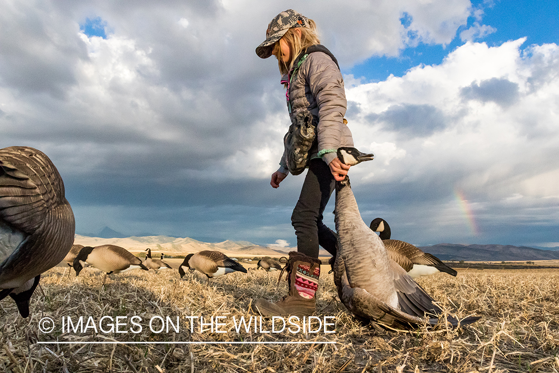 Young hunter retrieving geese.