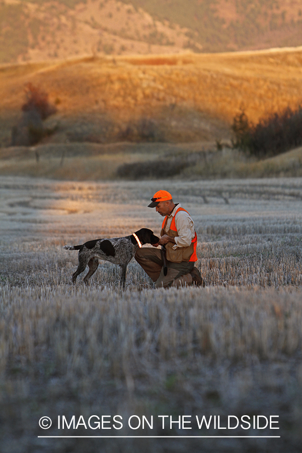 Upland game bird hunter in field with Griffon Pointer.