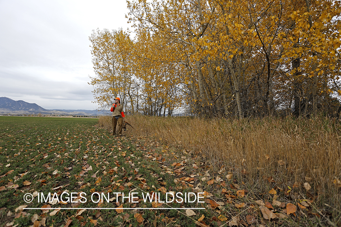 Woman with bagged pheasant walking field line.