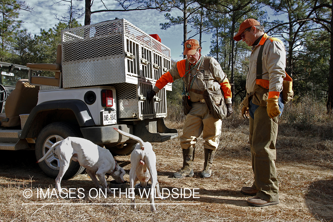 Bobwhite quail hunters in field with english pointers.