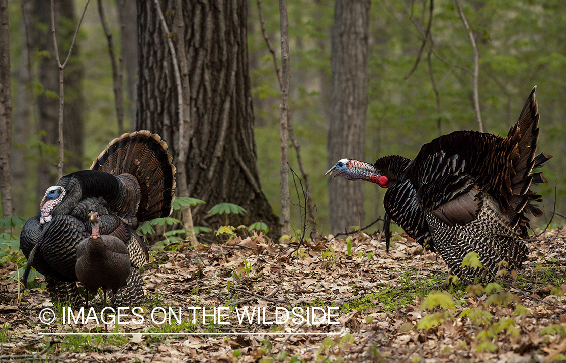 Turkey with decoy.