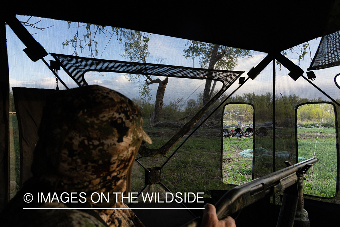 Turkey hunter in blind.