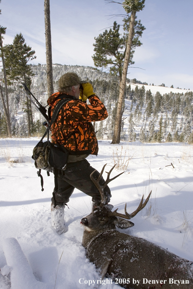 Mule deer hunter glasses woods with downed buck resting on leg.