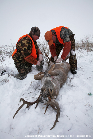 Father and son field dressing out son's white-tail buck 