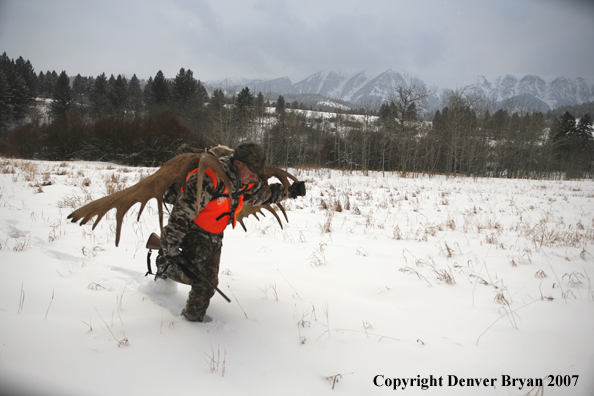 Moose hunter in field