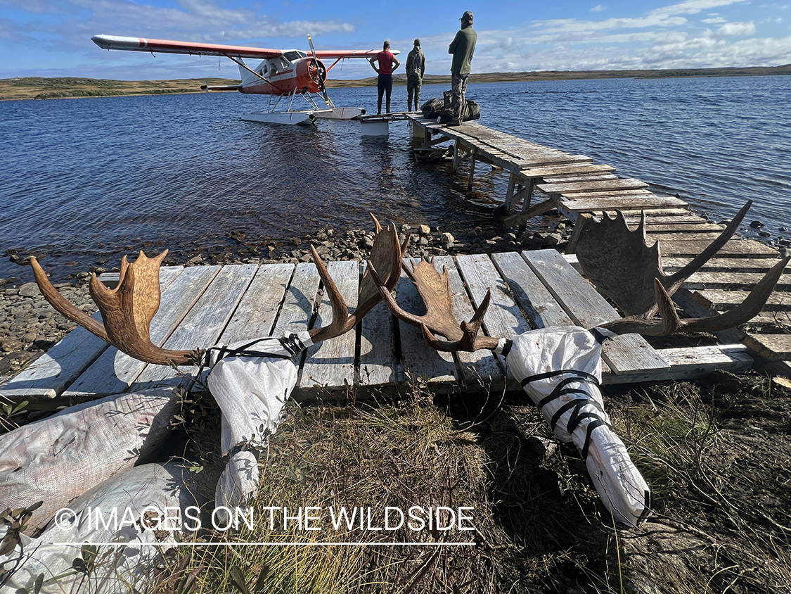 Float plane with moose heads.