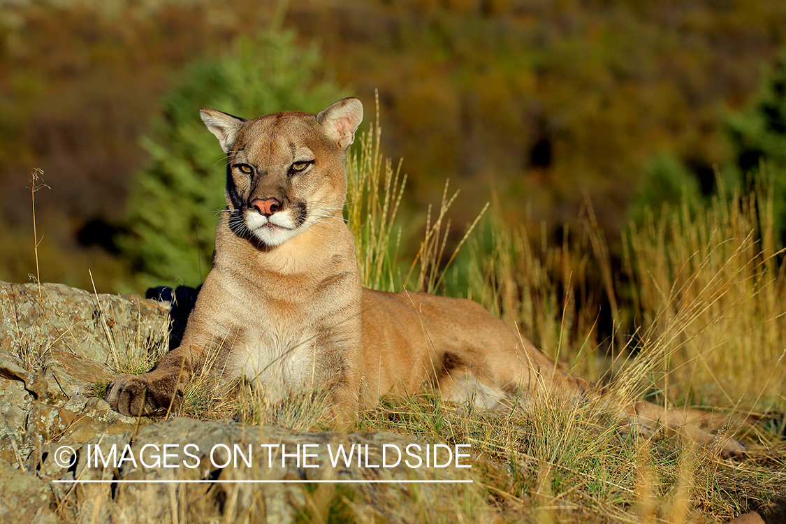 Mountain Lion in habitat.