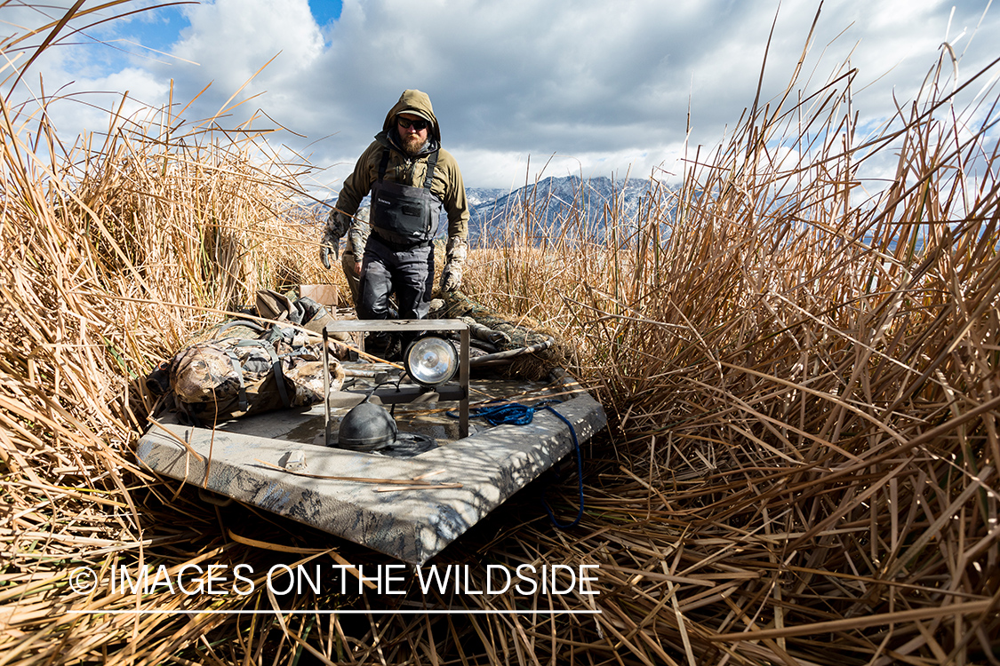 Hunting Tundra Swans and Ducks in Bear River region in Utah.