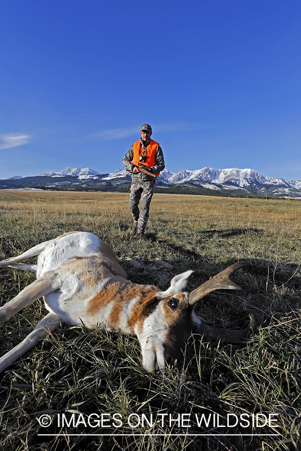 Pronghorn Antelope hunter approaching downed antelope buck. 