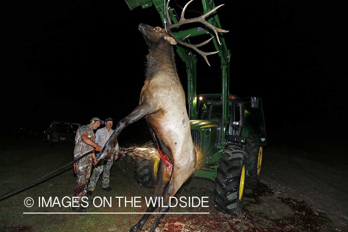 Hunter rinsing field dressed bull elk. 