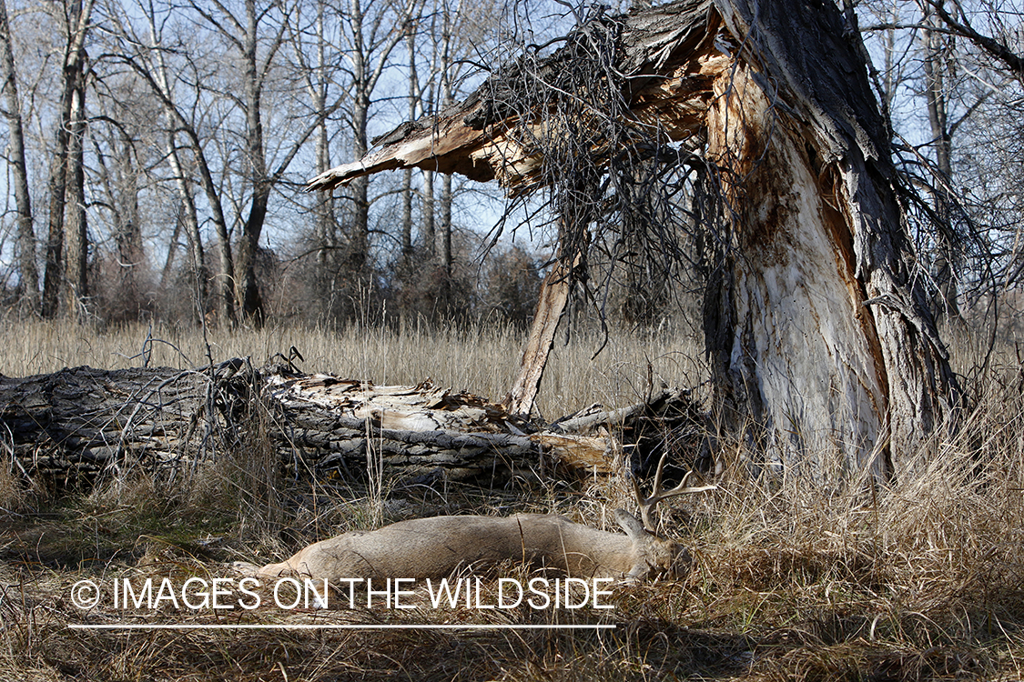 Bagged/downed white-tailed buck in field.