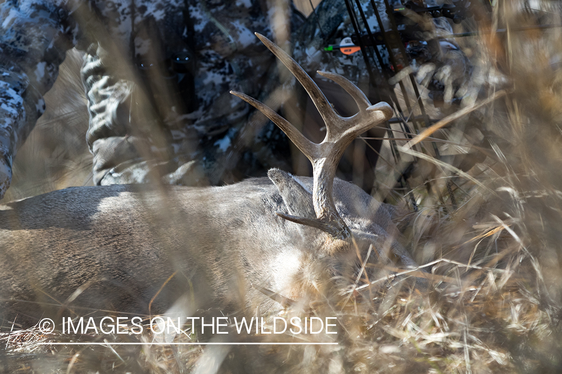 Bow hunter with downed white-tailed deer.