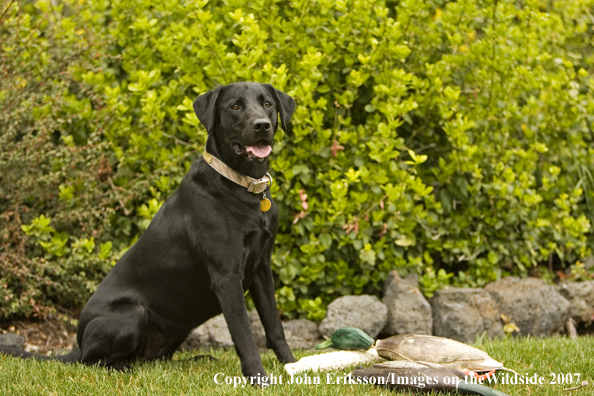 Black Labrador Retriever