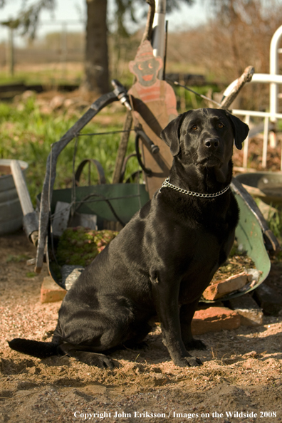 Black Labrador Retriever 