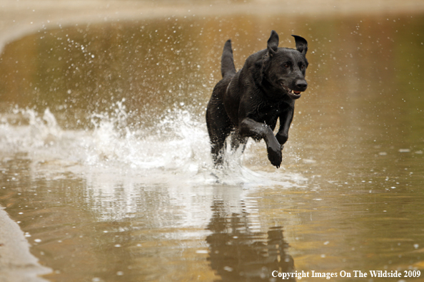 Black Labrador Retriever