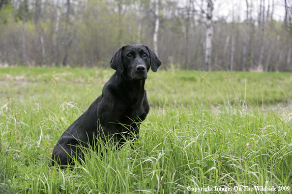 Black Labrador Retriever in field