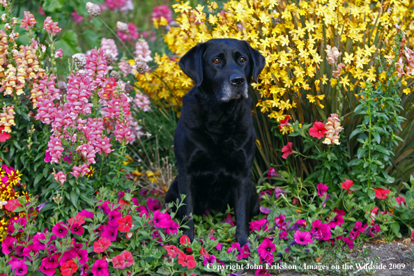 Black Labrador Retriever 