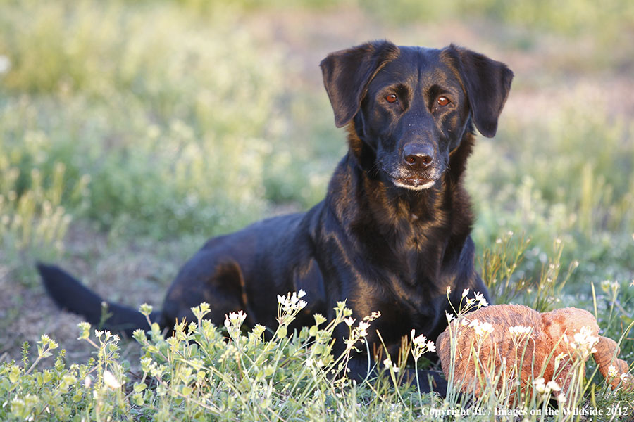 Black Labrador Retriver. 