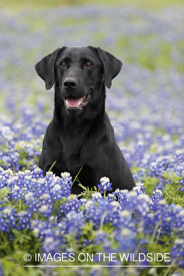 Black Labrador Retriever in field of wildflowers.