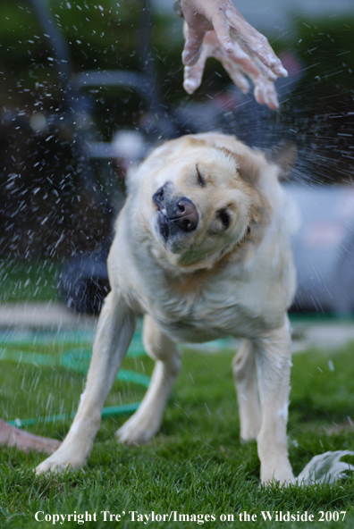 Yellow Labrador Retriever