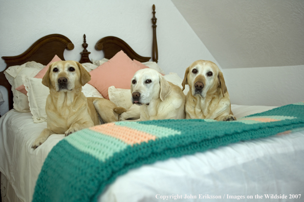 Yellow Labrador Retrievers on bed