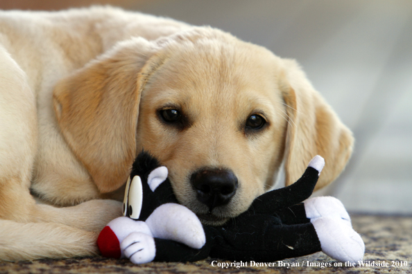 Yellow Labrador Retriever Puppy with toy