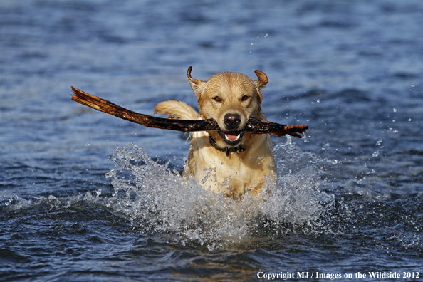 Yellow Labrador Retriever in water with stick. 