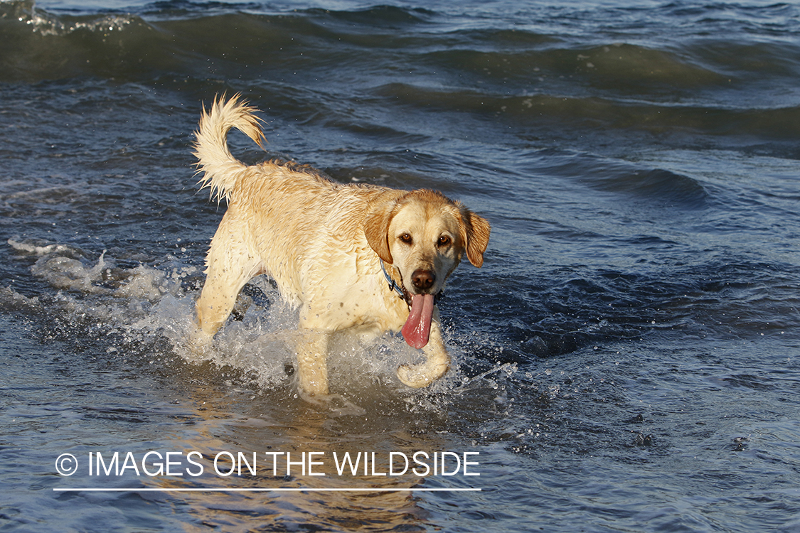 Yellow lab playing in the ocean.