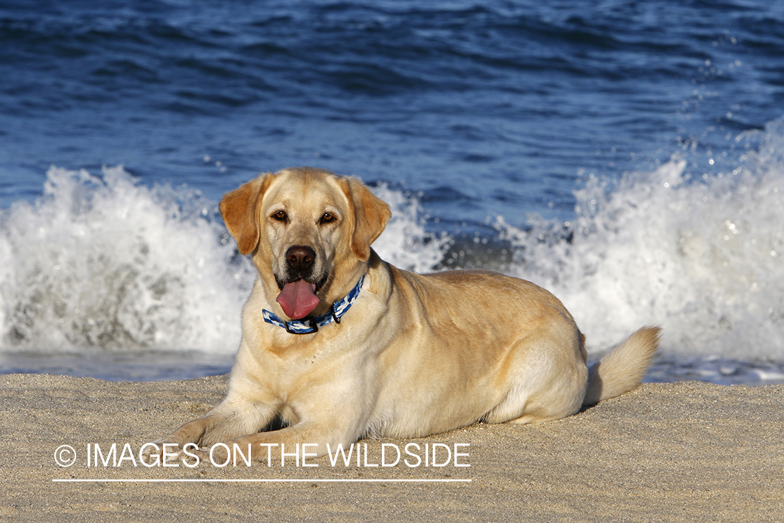 Yellow lab in front of ocean.