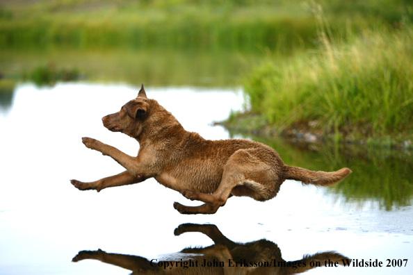 Chesapeake Bay Retriever in field