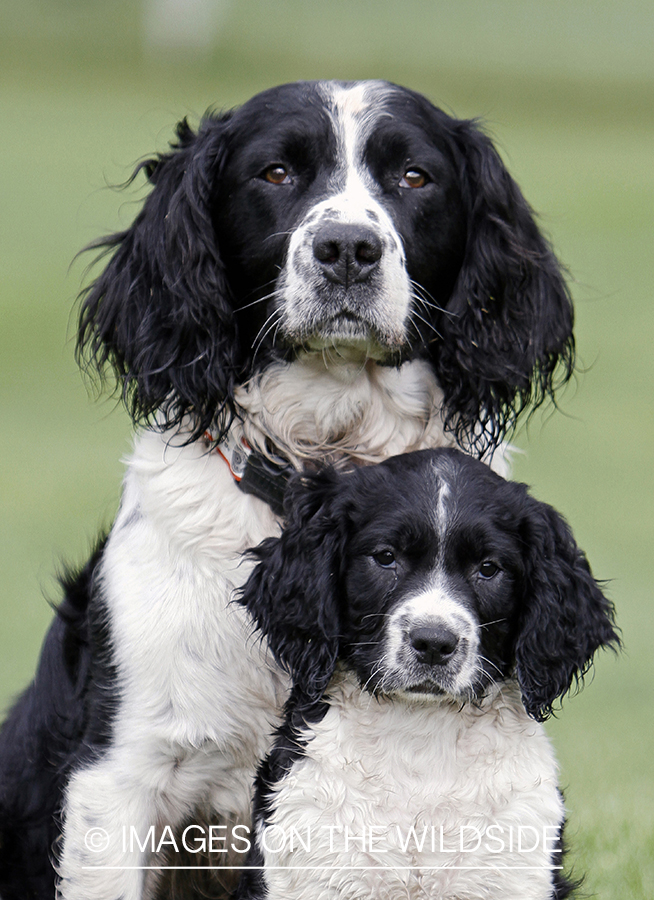 English Springer Spaniel with puppy.