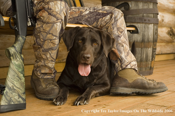 Chocolate Labrador Retriever with hunter.