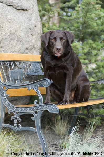 Chocolate labrador lounging.