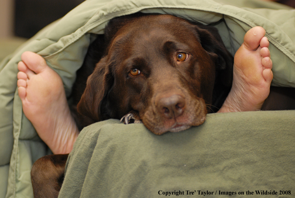 Chocolate Labrador Retriever 