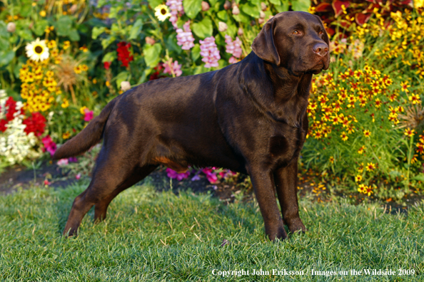 Chocolate Labrador Retriever 