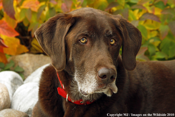 Chocolate Labrador Retriever