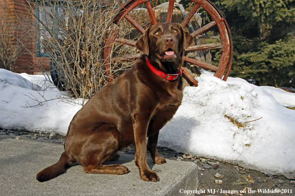 Chocolate Labrador Retriever.