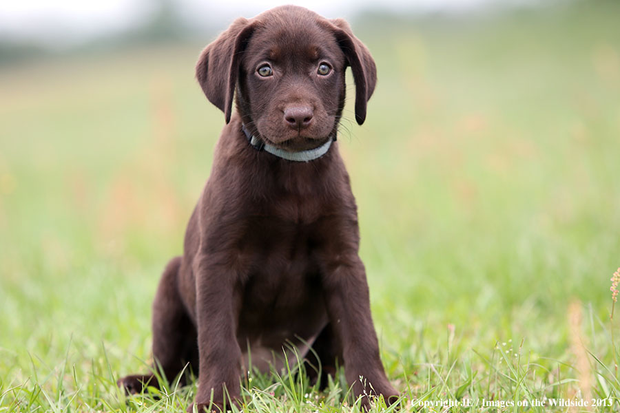 Chocolate Labrador Retriever puppy