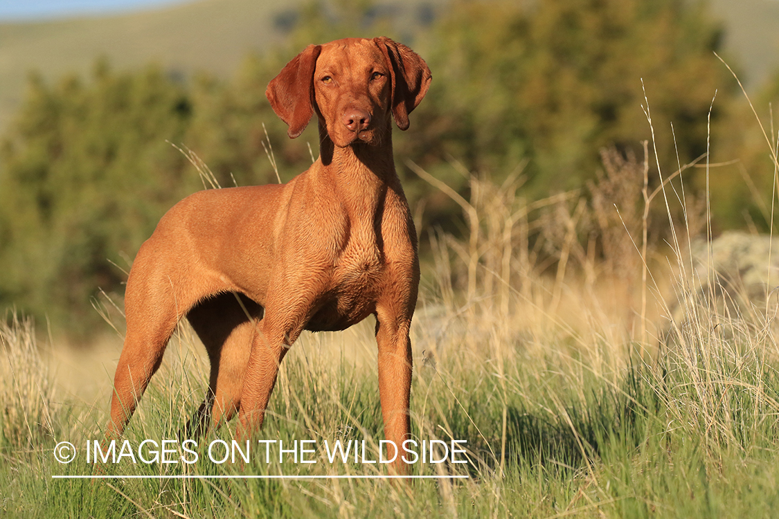 Vizsla in field.