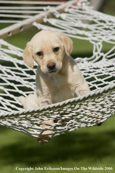 Yellow Labrador Retriever puppy.