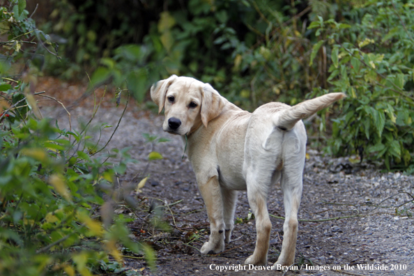 Yellow Labrador Retriever Puppy