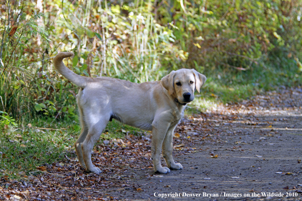 Yellow Labrador Retriever puppy