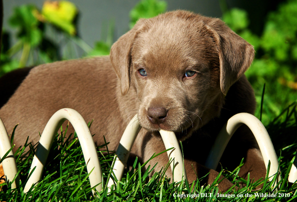 Chocolate Labrador Retriever Puppy