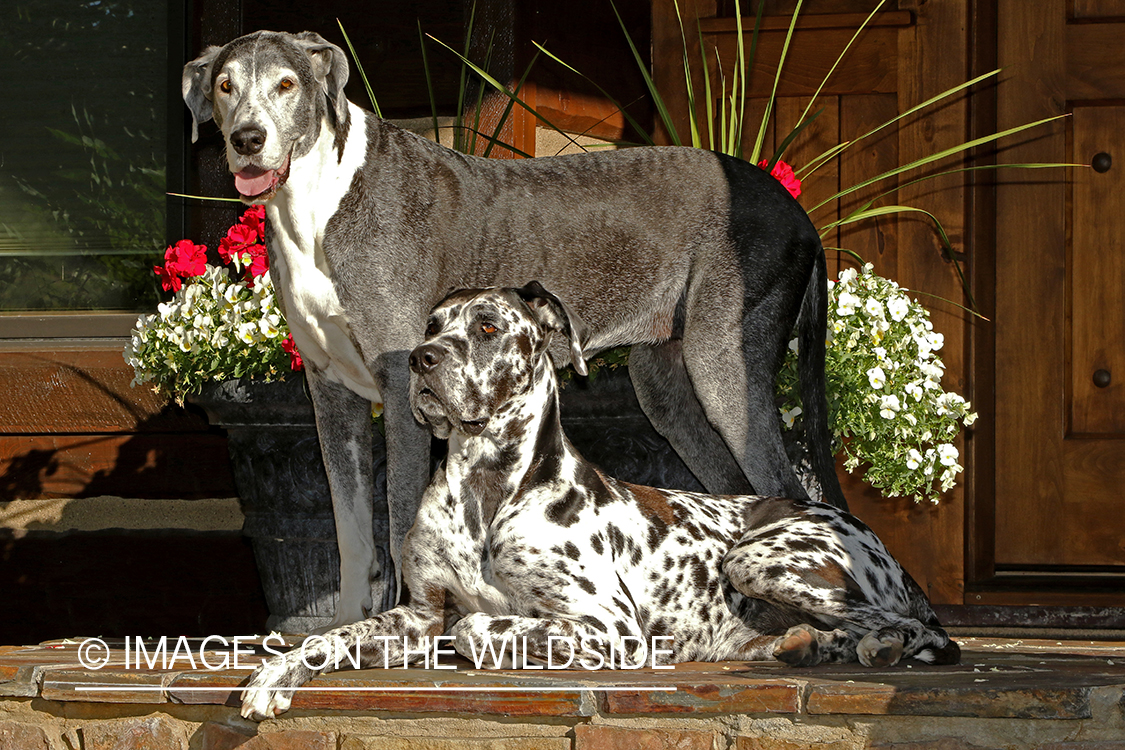 Great Danes on stone deck.